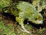 A Kakapo